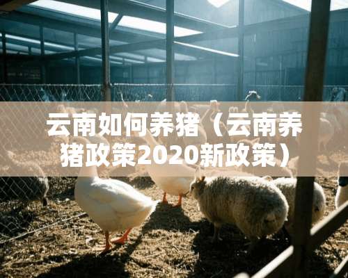 云南如何养猪（云南养猪政策2020新政策）