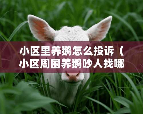 小区里养鹅怎么投诉（小区周围养鹅吵人找哪里投诉）