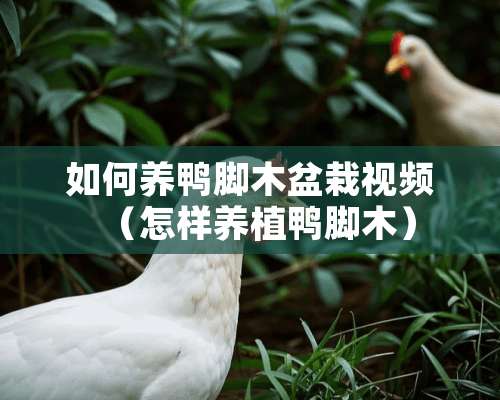 如何养鸭脚木盆栽视频（怎样养植鸭脚木）