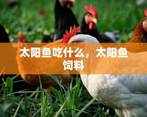 太阳鱼吃什么，太阳鱼饲料