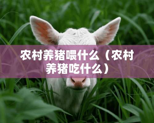 农村养猪喂什么（农村养猪吃什么）