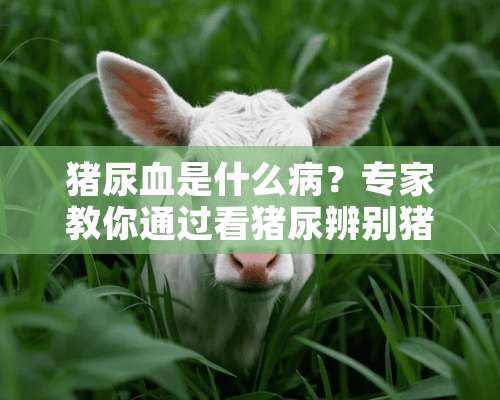 猪尿血是什么病？专家教你通过看猪尿辨别猪病