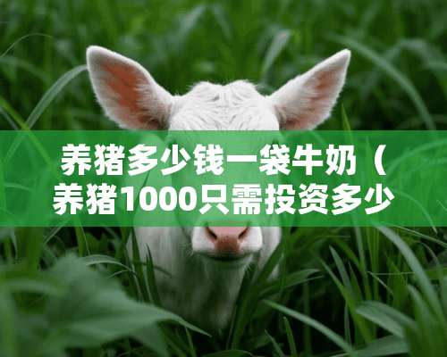 养猪多少钱一袋牛奶（养猪1000只需投资多少）