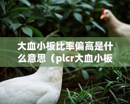 大血小板比率偏高是什么意思（plcr大血小板比率偏高是什么意思）