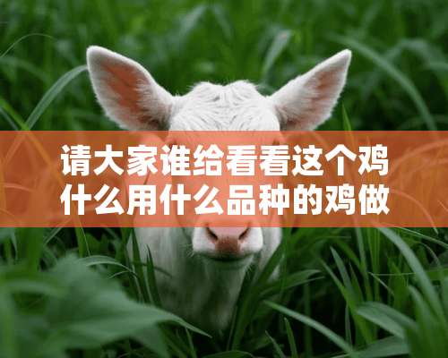 请大家谁给看看这个鸡什么用什么品种的鸡做出来的？谢谢