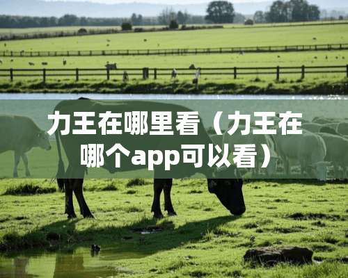 力王在哪里看（力王在哪个app可以看）