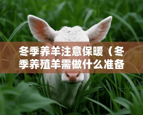 冬季养羊注意保暖（冬季养殖羊需做什么准备）