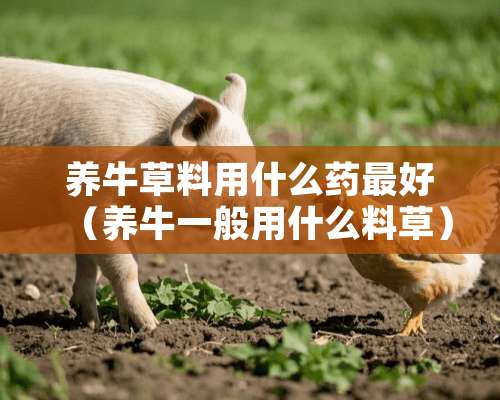 养牛草料用什么药最好（养牛一般用什么料草）