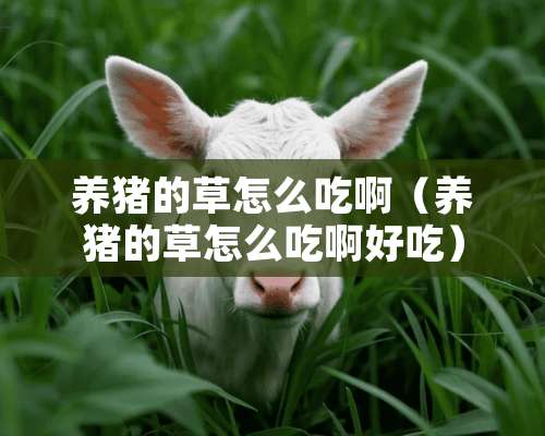 养猪的草怎么吃啊（养猪的草怎么吃啊好吃）