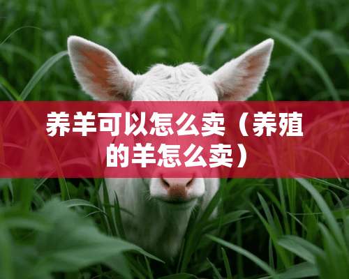 养羊可以怎么卖（养殖的羊怎么卖）