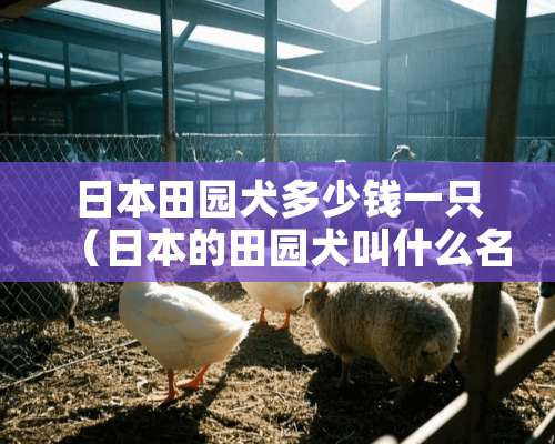 日本田园犬多少钱一只（日本的田园犬叫什么名字）