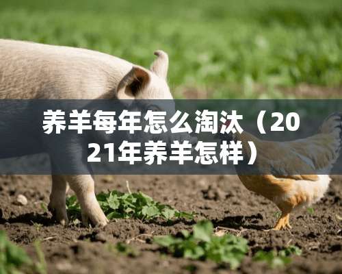 养羊每年怎么淘汰（2021年养羊怎样）