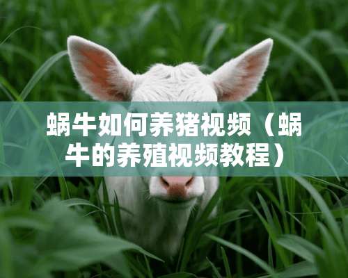 蜗牛如何养猪视频（蜗牛的养殖视频教程）