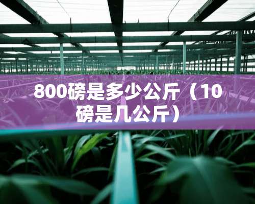 800磅是多少公斤（10磅是几公斤）