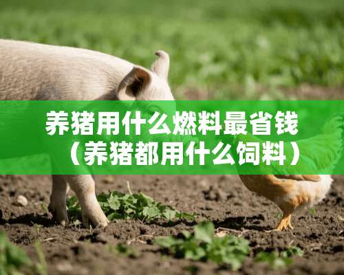 养猪用什么燃料最省钱（养猪都用什么饲料）