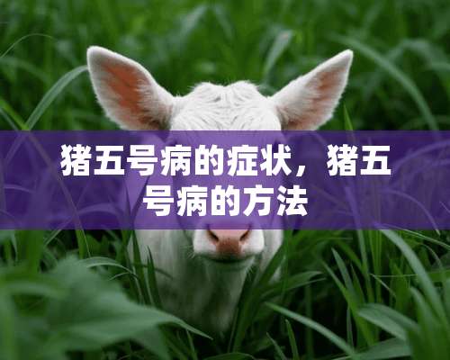 猪五号病的症状，猪五号病的方法