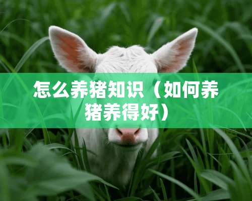 怎么养猪知识（如何养猪养得好）