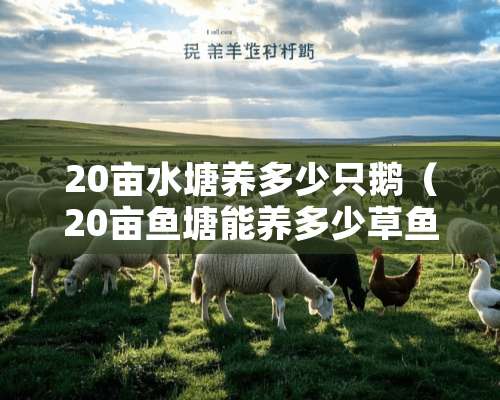 20亩水塘养多少只鹅（20亩鱼塘能养多少草鱼）