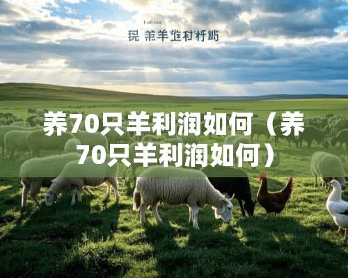 养70只羊利润如何（养70只羊利润如何）