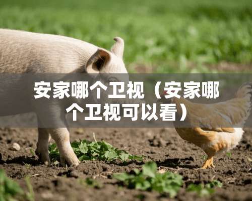 安家哪个卫视（安家哪个卫视可以看）