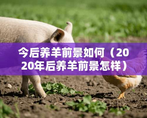 今后养羊前景如何（2020年后养羊前景怎样）