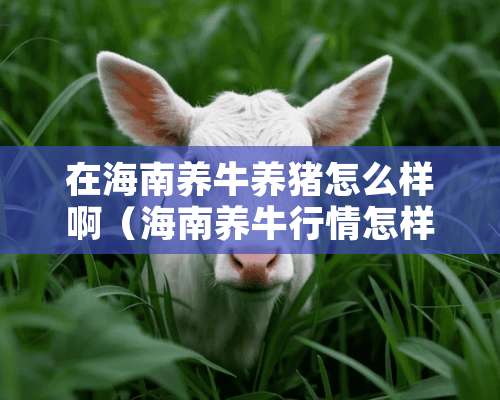 在海南养牛养猪怎么样啊（海南养牛行情怎样）