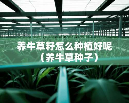 养牛草籽怎么种植好呢（养牛草种子）