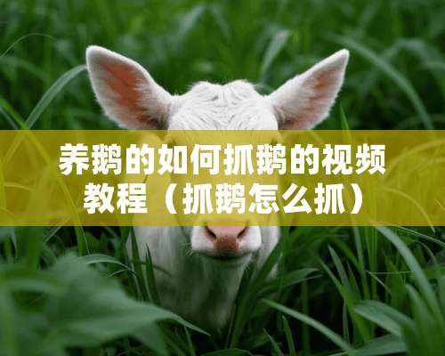 养鹅的如何抓鹅的视频教程（抓鹅怎么抓）