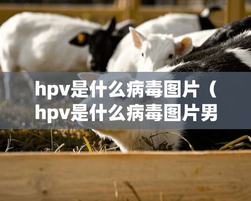 hpv是什么**图片（hpv是什么**图片男性早期症状）