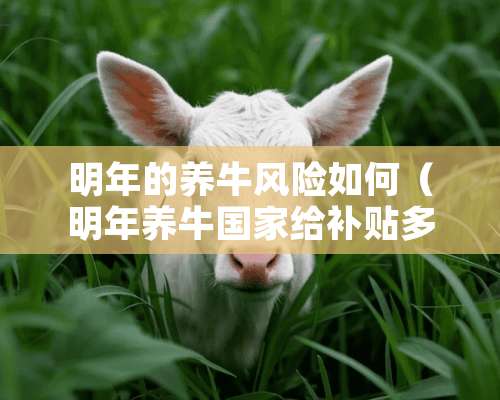 明年的养牛风险如何（明年养牛国家给补贴多少）