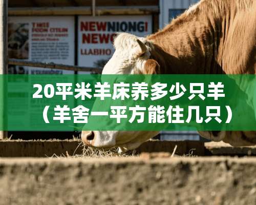 20平米羊床养多少只羊（羊舍一平方能住几只）