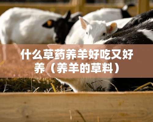 什么草药养羊好吃又好养（养羊的草料）