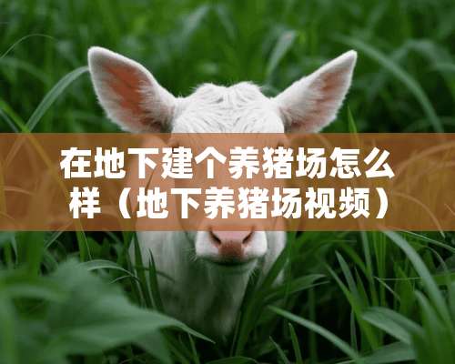 在**建个养猪场怎么样（**养猪场视频）