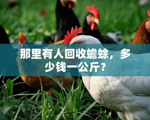 那里有人回收蟾蜍，多少钱一公斤？