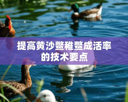 提高黄沙鳖稚鳖成活率的技术要点