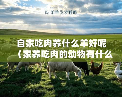 自家吃肉养什么羊好呢（家养吃肉的动物有什么）