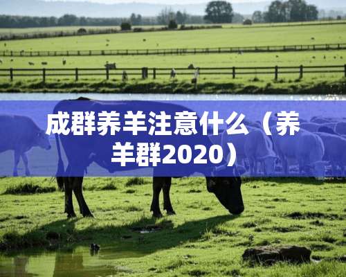 成群养羊注意什么（养羊群2020）