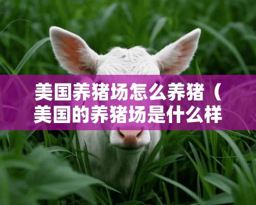 美国养猪场怎么养猪（美国的养猪场是什么样）