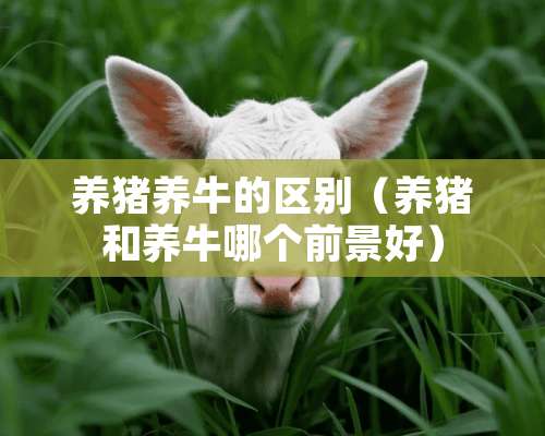 养猪养牛的区别（养猪和养牛哪个前景好）