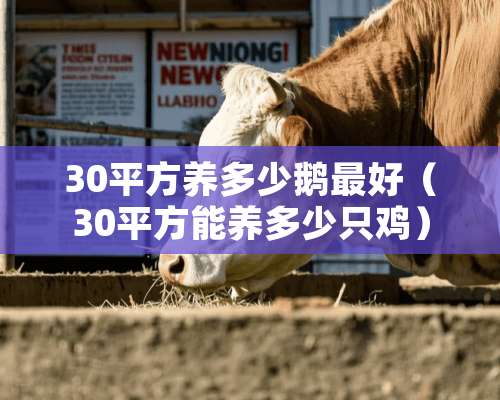 30平方养多少鹅最好（30平方能养多少只鸡）