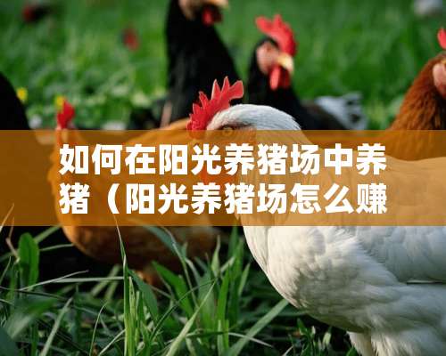 如何在阳光养猪场中养猪（阳光养猪场怎么赚钱一天能赚多少钱）