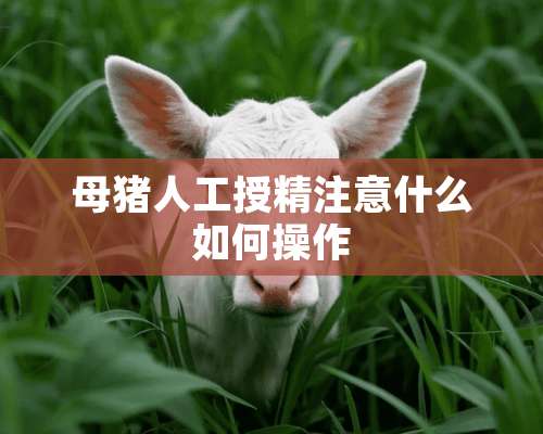 母猪人工授精注意什么如何操作