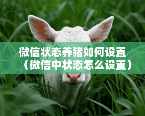 微信状态养猪如何设置（微信中状态怎么设置）