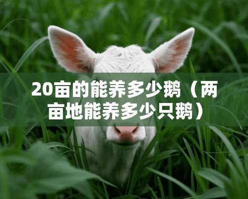 20亩的能养多少鹅（两亩地能养多少只鹅）