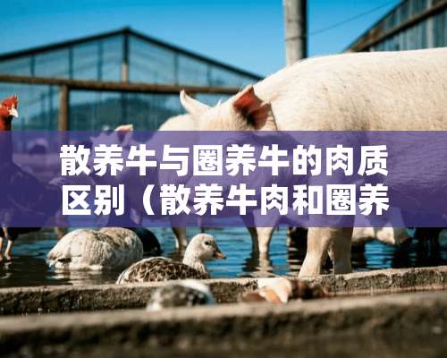 散养牛与圈养牛的肉质区别（散养牛肉和圈养牛肉哪个好吃些）