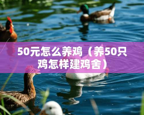 50元怎么养鸡（养50只鸡怎样建鸡舍）