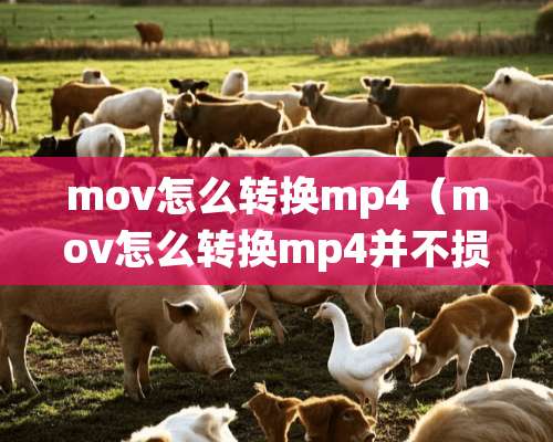 mov怎么转换mp4（mov怎么转换mp4并不损坏画质）