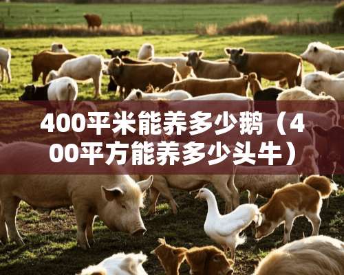 400平米能养多少鹅（400平方能养多少头牛）