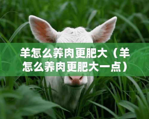 羊怎么养肉更肥大（羊怎么养肉更肥大一点）