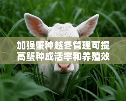 加强蟹种越冬管理可提高蟹种成活率和养殖效益